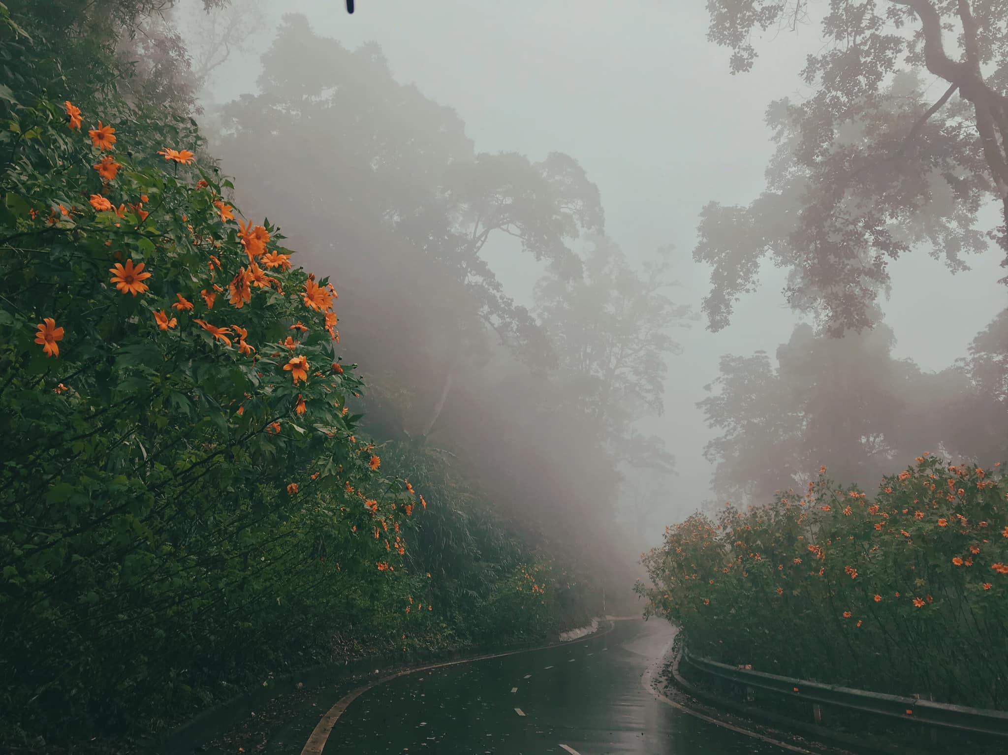 Hoa Dã Quỳ Ba Vì Hà Nội - Begin your Hanoi Tours with a scenic adventure